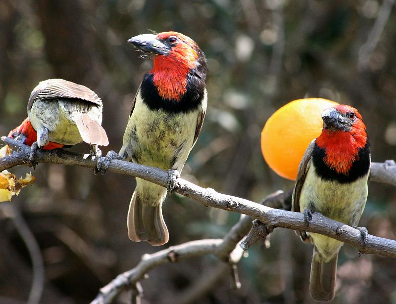 Vrydag 141.jpg - Dis maklik om Rooikophoutkappers na 'n voerplek te lok. Hulle is baie lief vir vrugte. Blackcollared Barbet birds.